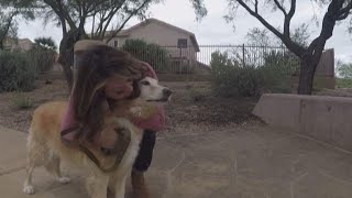 Doggie DNA: Uncovering your dog's ancestry