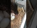 Seal hen harvesting ducks eggs to chicks