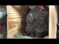 Barred Rock Chicken Laying an Egg