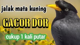 SUARA JALAAK KEBO RIBUT,pancingan auto istimewa untuk pikat dan jalak bisu langsung nyahut