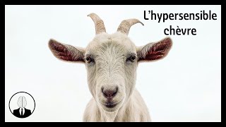 L’hypersensible chèvre (épisode #273) - La Tête Dans Le Cerveau by La Tête Dans Le Cerveau 89 views 2 months ago 8 minutes, 43 seconds