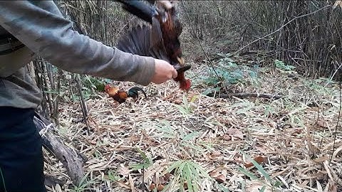 ต่อไก่ป่า Dib qaib qus tuaj zoo heev 16-01-2023