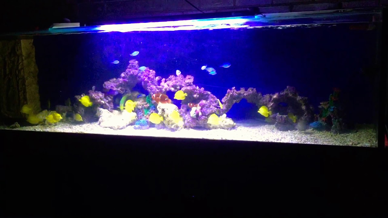 Beautiful large marine saltwater fish/reef aquarium tank 1000l big