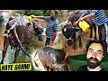 Nahate  hue bathroom kisne kr diya   buffalo bathing  bearded ladka vlogs 