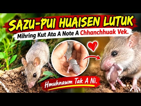 Sazu Huaisen hmuhnawm lutuk - A No chhan nan a Nun a Thap a ni ber e.... /// React