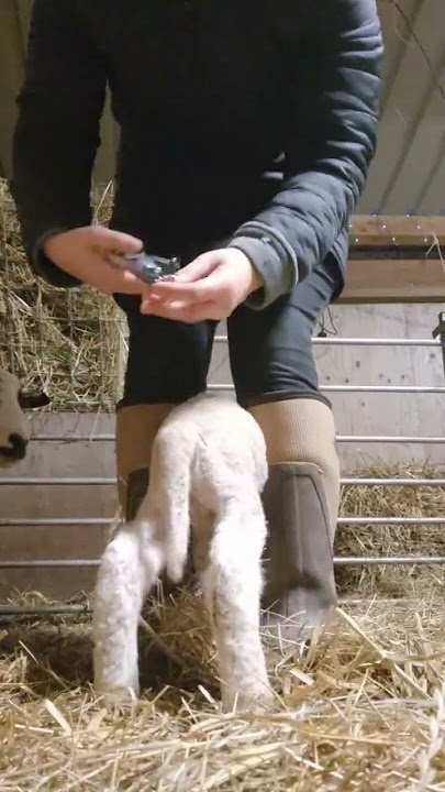 tail docking the lambs to prevent fly strike #welfare #lambtailing #taildocking #farminglife