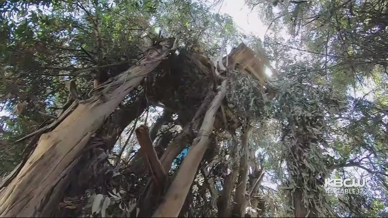 Crews Begin Clearing Homeless Tree House Dwellings in Fremont - YouTube