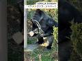 「イケメンゴリラ」シャバーニの1人ダンス🦍Shabani the handsome gorilla dances
