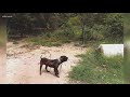 Animal cruelty investigations in South Carolina