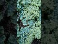 Lichen and Millipede.