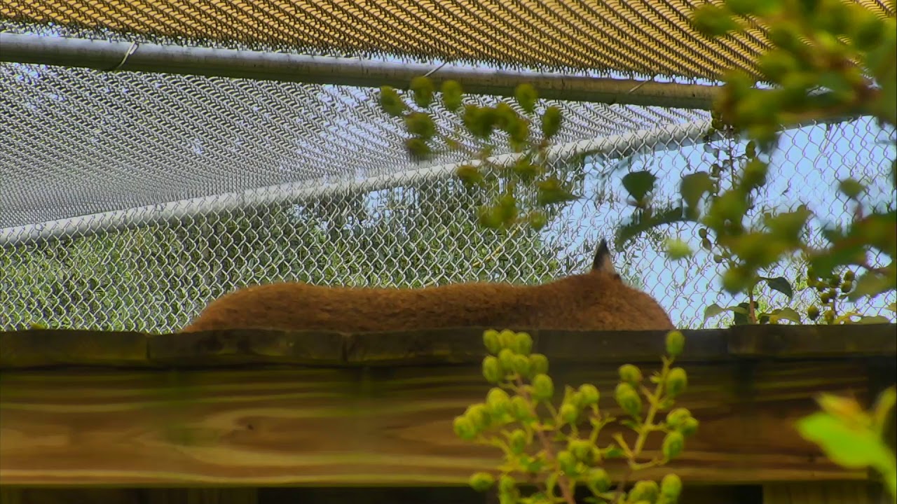 Bobcat Rehab and Release Cam 09-01-2018 06:26:28 - 07:26:29