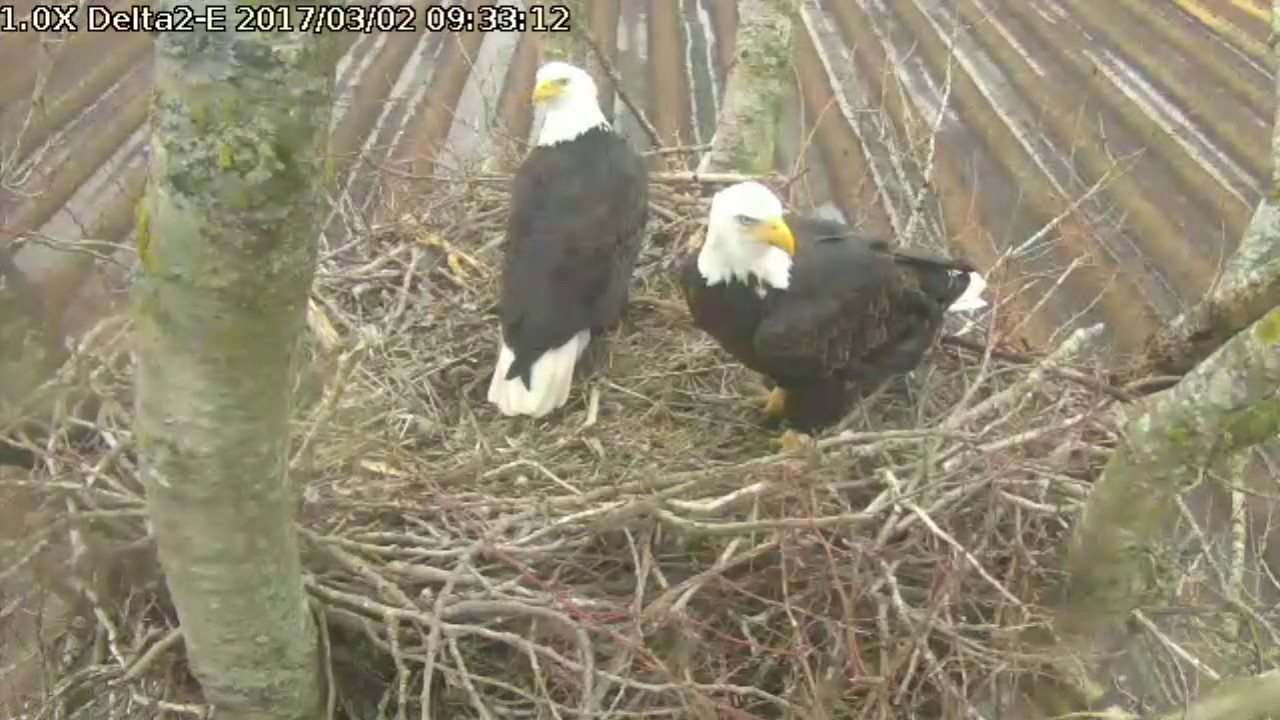 bald eagles in wisconsin Delta2 East view Mar 2, 2017 9:28am