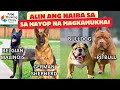 NEW🌟 PITBULL VS BULLDOG | 9 Hayop na Magkamukha | Animals Look Alike