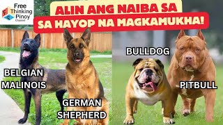 PITBULL VS BULLDOG | 9 Hayop na Magkamukha | Animals Look Alike