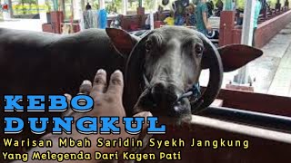 KEBO DUNGKUL Kerbaunya Mbah Saridin Syekh Jangkung Yang Melegenda Di Pati
