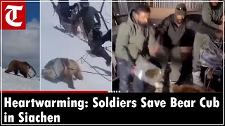 Himalayan Brown Bear Cub Rescued By Indian Army In Siachen Incredible Rescue