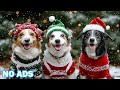12 Hours of Calming Music for Dogs 🐶 Dog Calming Music - Anti Separation Anxiety Relief Music