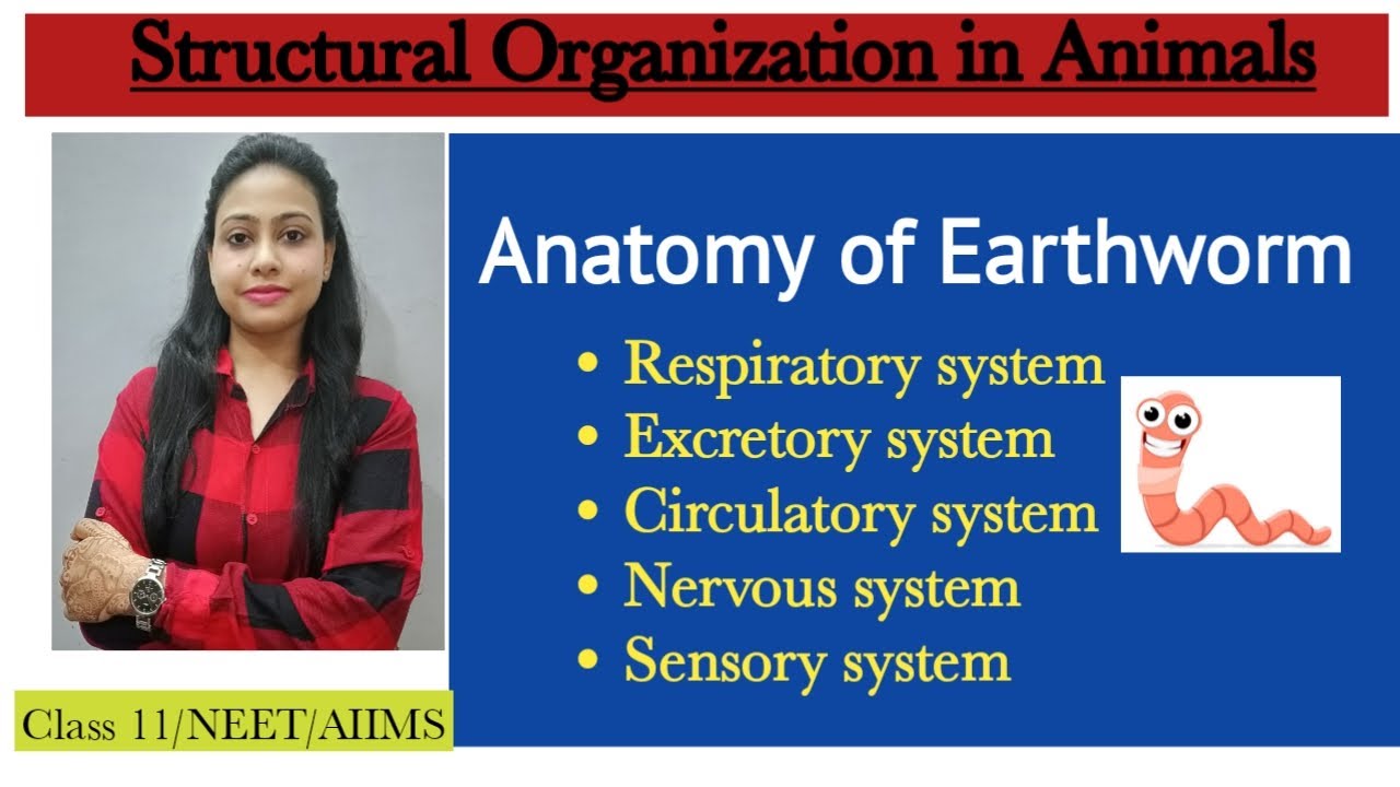 Ch-7 Structural organization in animal | Anatomy of Earthworm | Class ...