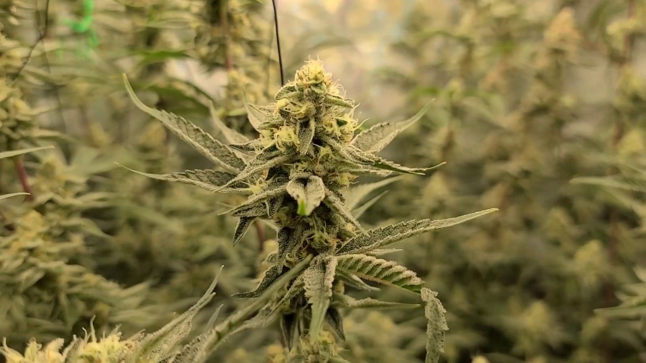 Platinum Kush Breath Remix pheno hunt - Day 46