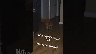Just playing with the cats at midnight using a laser