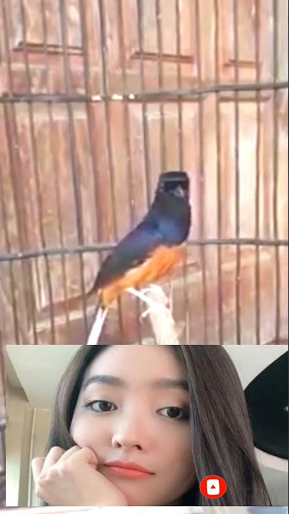 BURUNG MURAI GACOR #PART125