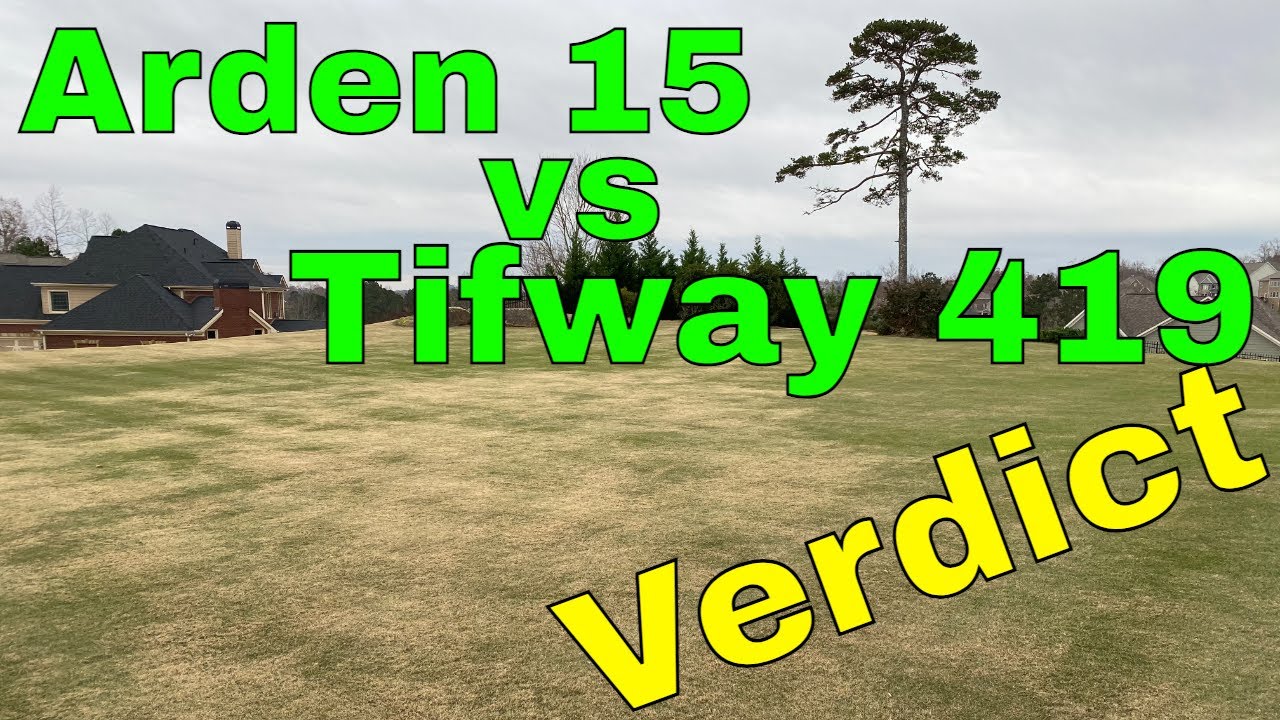 Bermuda Grass Dormant Season Finale [Tifway 419 vs. Arden 15] YouTube