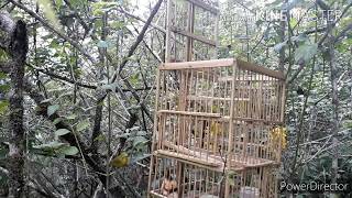 Pikat burung pleci gacor