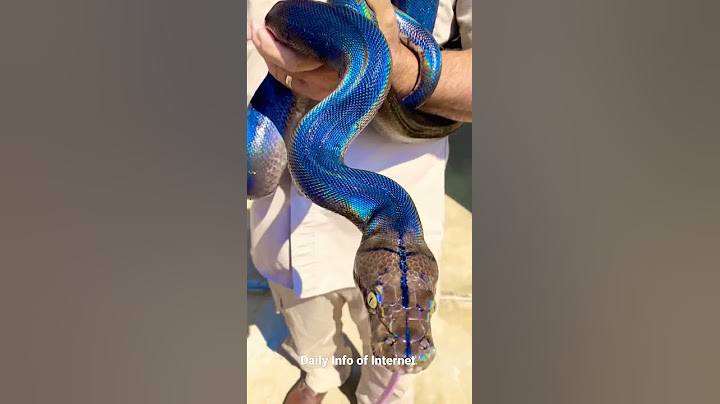 Man holding a Rainbow snake | Daily Info of Internet #shorts