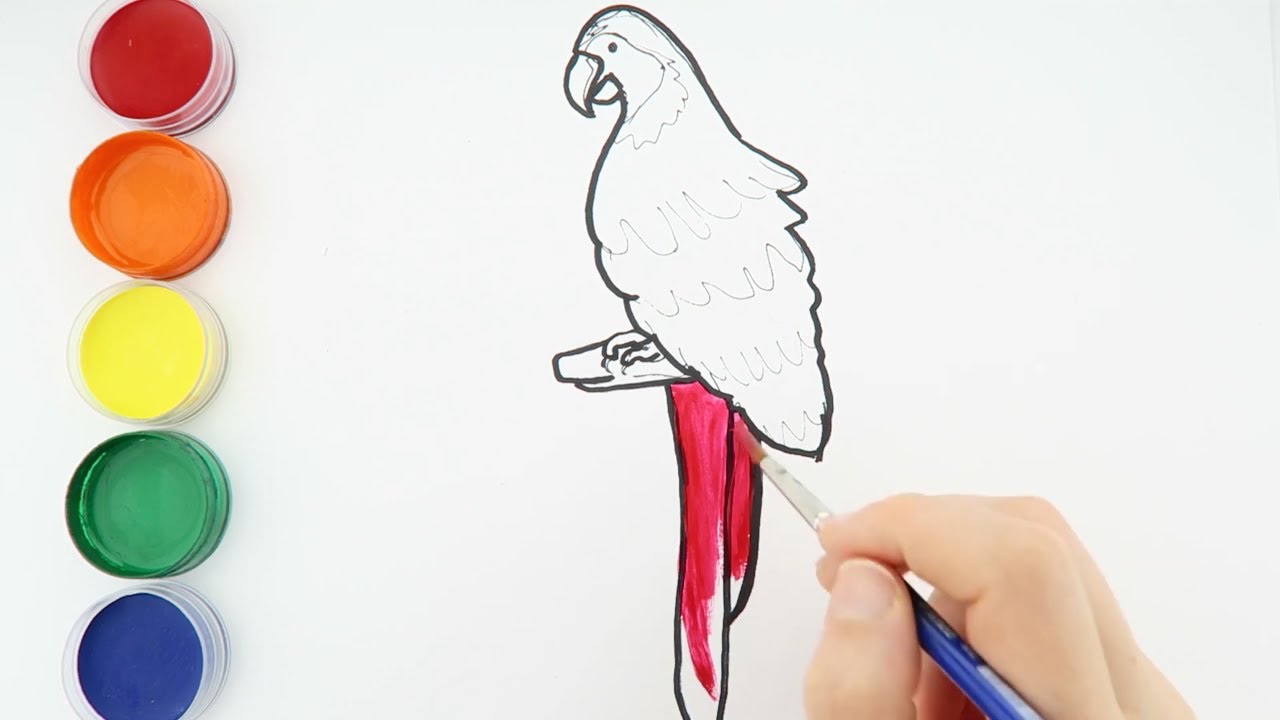 dessin perroquet - Comment dessiner un perroquet - facile - tuto