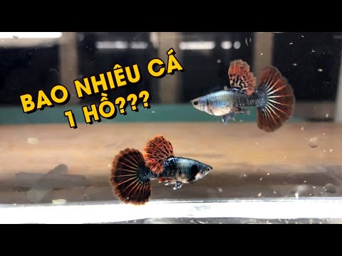Video CÔNG THỨC TÍNH SỐ LƯỢNG CÁ CHO 1 HỒ | Nhật ký nuôi cá... - youtube