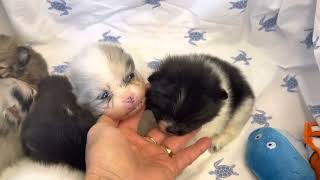 Tiny Pomeranian puppies for sale in California, Candicoloredpoms.com