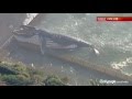Dead Humpback Whale Washes Up in Seaside Pool, Sydney, Australia