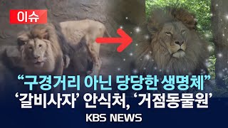 [이슈]&#39;갈비사자&#39; 바람이의 새 보금자리, 국내 첫 &#39;거점동물원&#39; 지정…&#39;동물 복지 메카&#39;된 청주동물원/2024년 5월 11일(토)/KBS