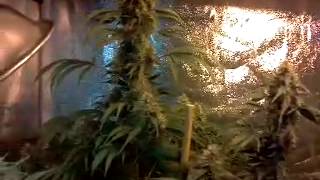Day 49 of flowering medical marijuana grow