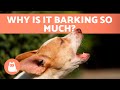 My DOG BARKS at EVERYTHING 🐶🔊 (6 Causes of Excessive Barking)