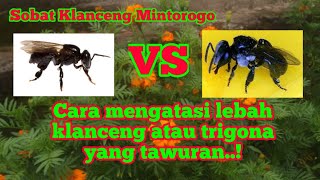Cara mengatasi lebah trigona atau klanceng yang tawuran // Sobat Klanceng Mintorogo