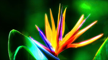 Monsoon Cortex - Front Porch