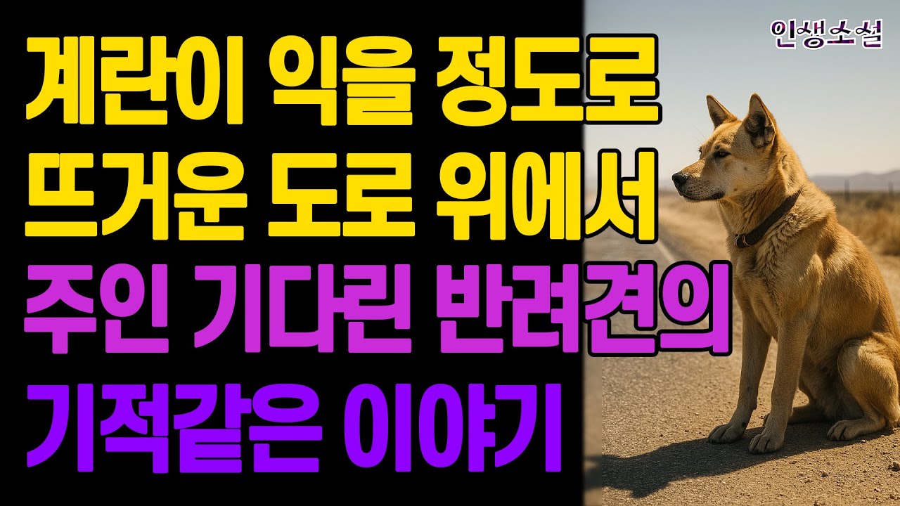 계란이 익을 정도로 뜨거운 도로 위에서 주인 기다린 반려견의 기적같은 이야기