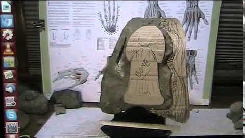 Fossil specimens and CT scans