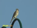 quiriquiri - Falco sparverius - American Kestrel