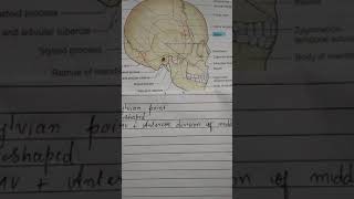 Pterion And Its Clinical
