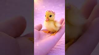 Dreamy Cute Animals - imaginary baby duck #cute #animals #baby #adorable #pets #imaginary