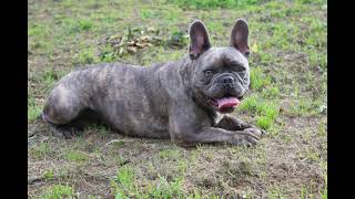 When Do French Bulldogs Stop Growing? Find Out Here!