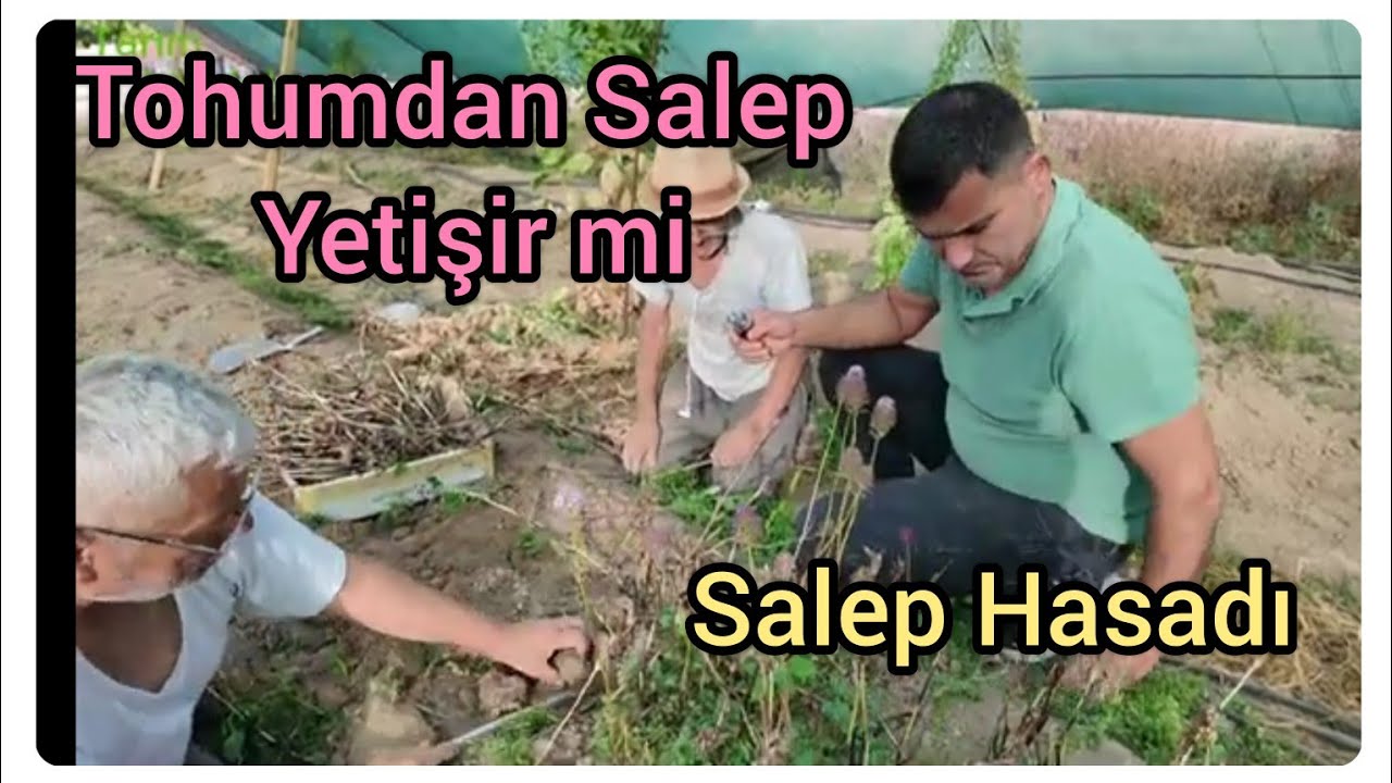 Salep Yetiştiriciliği ve Hasadı