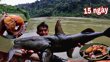 Thịt THỦY Q.U.Á.I Của Rừng Mưa | 15 Ngày Đêm Ngủ Rừng Săn Cá Lăng Rừng Trên Thượng Nguồn ( phần 3 )