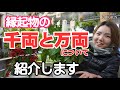 千両万両　育て方　管理方法　縁起物　ポイント【おうちでガーデニング】開花園チャンネル