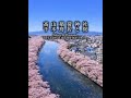 Japan’s Sakura is Next Level! 🌸🇯🇵 #JapanTravel #Shorts