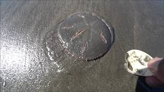 I Saved Its Life, then Look at what this Sand Dollar Does in Return! (Amazing)
