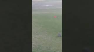 Bob cat in Needles Ca