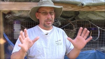 Inbreeding Rabbits??:  The SR Rabbit Update for 9-27-16